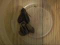 How to Keep and Breed Blaptica dubia Roaches - Part I
