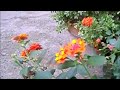 Hummingbird Moth