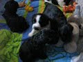 CACHORROS DE SAMANTA