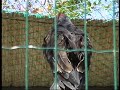 Cathartes aura - Avvoltoio collorosso