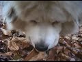 Simon the Great Pyrenees Simon the Great Pyrenees
