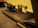 Pol Cats: The Treadmill