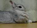 うさぎのあくび[Yawn of rabbit]