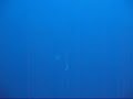 Jackson Reef and the ever elusive Hammerhead sharks