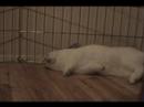 Barrel Roll