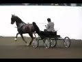 American Saddlebred NWSA Fine Harness 3 year-old Champion