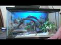 How to Care for Leopard Geckos : Leopard Gecko Habitats