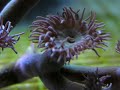 Marine Life Duncanopsammia sp 6 t�tes