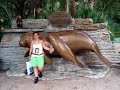 Manatees seaworld Orlando Manatees seaworld Orlando