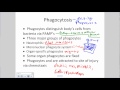Innate Immunity.wmv