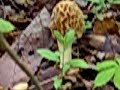 southern indiana mushrooms by flatwoods-eddie-2