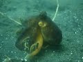Coconut Octopus in Lembeh Straits1