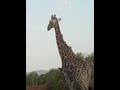 giraffe walking giraffe walking