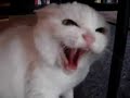 Evil Kitty (Not My Cat Get Over It)