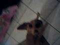 videos de rasõess da minha vida