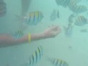 Leckys in Bermuda-underwater 3