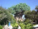 walt disney world vacation
