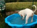 Piscine improvisé pour Bronca la doguinette