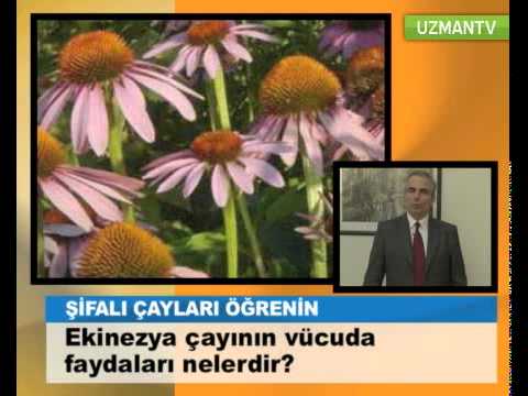 Ekinezya 0 Ekinezya