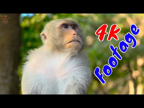 Những Cảnh Quay Đẹp Chất Lượng 4K Về Loài Khỉ Tập 45