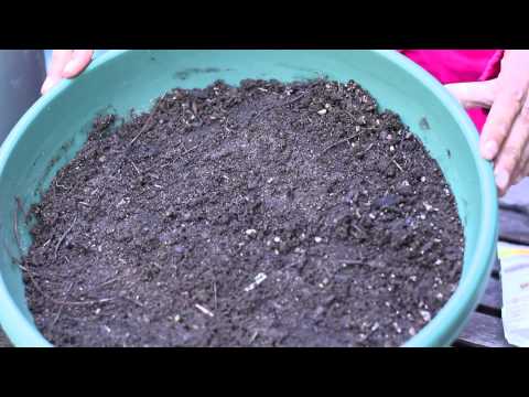 how to preserve sunflower seeds to replant