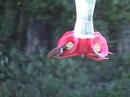 Hummingbirds