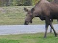Moose in Alaska.avi