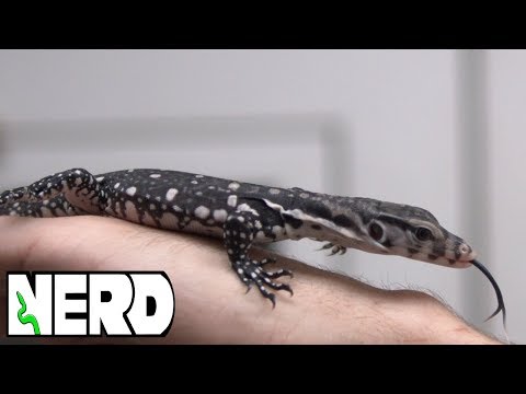 YouTube reptile video
