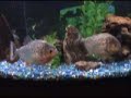 Piranhas vs Hotdog Piranhas vs Hotdog