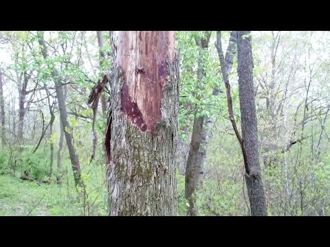 how to identify an elm tree