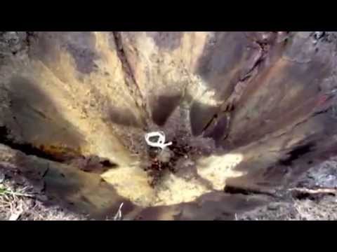 how to transplant a 20 ft tree