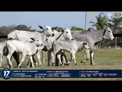 1� DE OLHO NA FAZENDA NELORE SESMARIAS