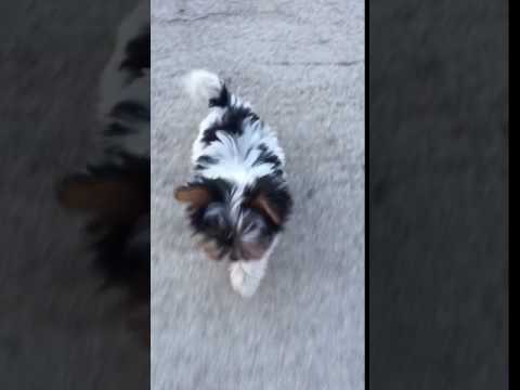 Parti Biewer Yorkie Available