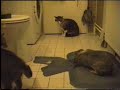 猫的斗争