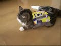 Funny Collection Of Cat Videos