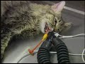 The Cutting Edge... Laser Surgery for Pets