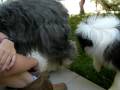 videos de Bearded Collie 