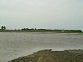 Field Report: Wet Conditions in Central Illinois