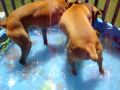 Boxers Bobbing for Apples