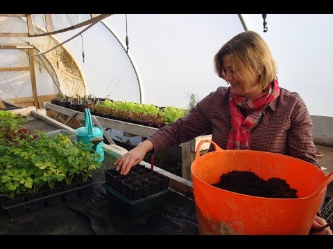 how to replant sweet pea