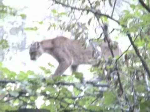 mountain lion