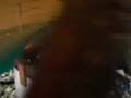 videos de Stefek