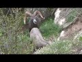 Grand Canyon Bighorn Sheep グランド・キャニオン
