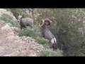 Grand Canyon Bighorn Sheep