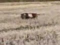 Caccia in risaia beccaccini e frullini con l'epagneul breton