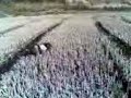 Caccia in risaia beccaccini e frullini con l'epagneul breton