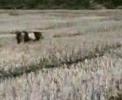 Caccia in risaia beccaccini e frullini con l'epagneul breton