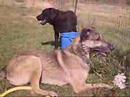 Drugo & Bagheera