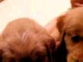 When Puppies Attack! 