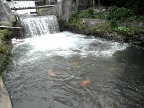 (Ajiiiiiibbbbb.....) SUNGAI AJAIB DI DESA TINGKIR LOR SALATIGA 8